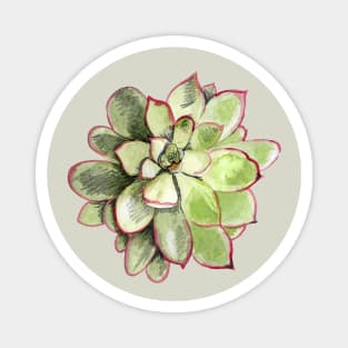 Echeveria Magnet